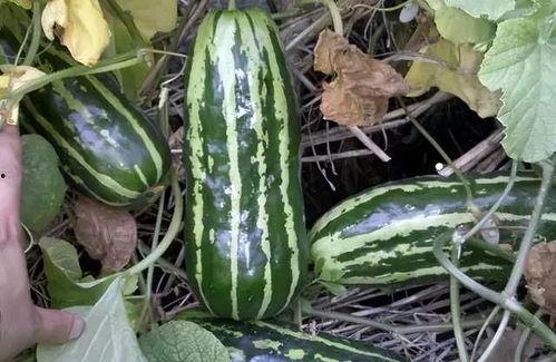 五月吃一瓜什么瓜,养生首选——西瓜消暑解渴