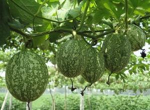 吊瓜怎吃,教你轻松解锁多种食用方法