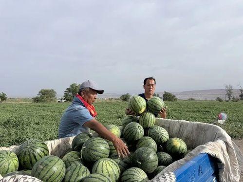 国博文吃瓜,揭秘娱乐圈幕后真相