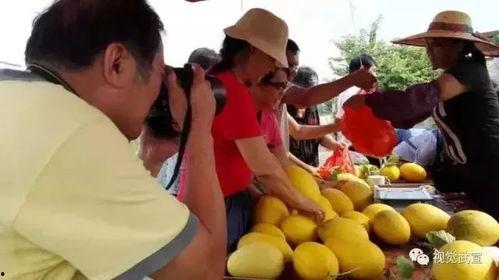 小产后可以吃金美人瓜吗,金美人瓜的营养与益处