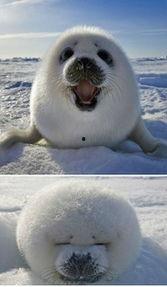 猫吃瓜图片卡通,卡通版瓜界风云