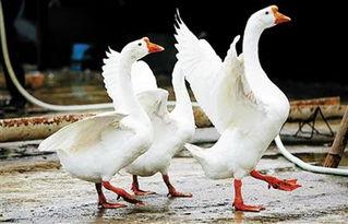 鹅吃瓜七组,揭秘娱乐圈背后的八卦风云