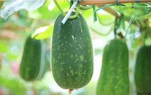 什么叫瓜吃,揭秘美食背后的文化传承与生活智慧