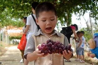 欢乐屋吃瓜群,揭秘网络社交圈的欢乐与争议