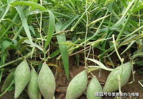 吃地梢瓜视频,视频揭秘家常种植与烹饪技巧